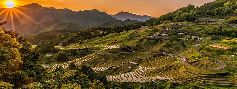 Reisfelder in Asien